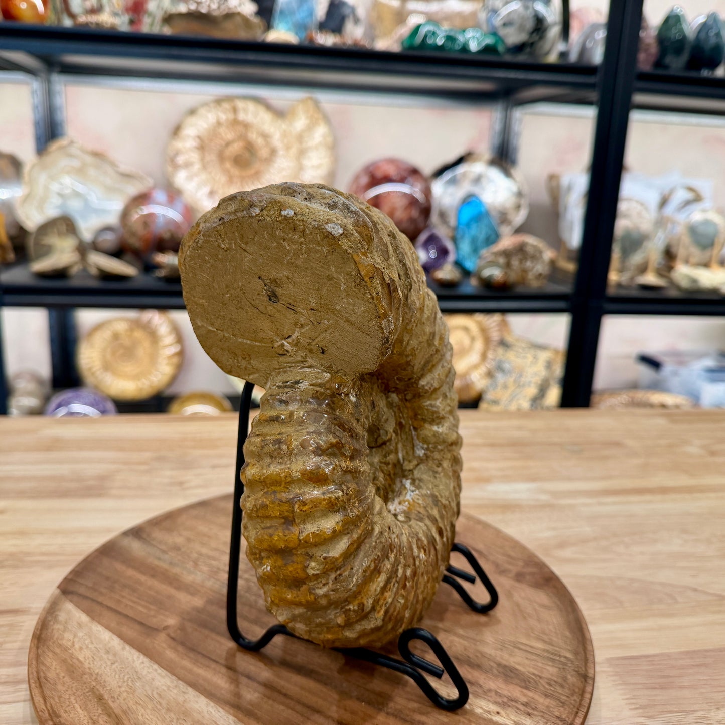 Natural Jurassic Ammonite Fossil 8.57" | Madagascar