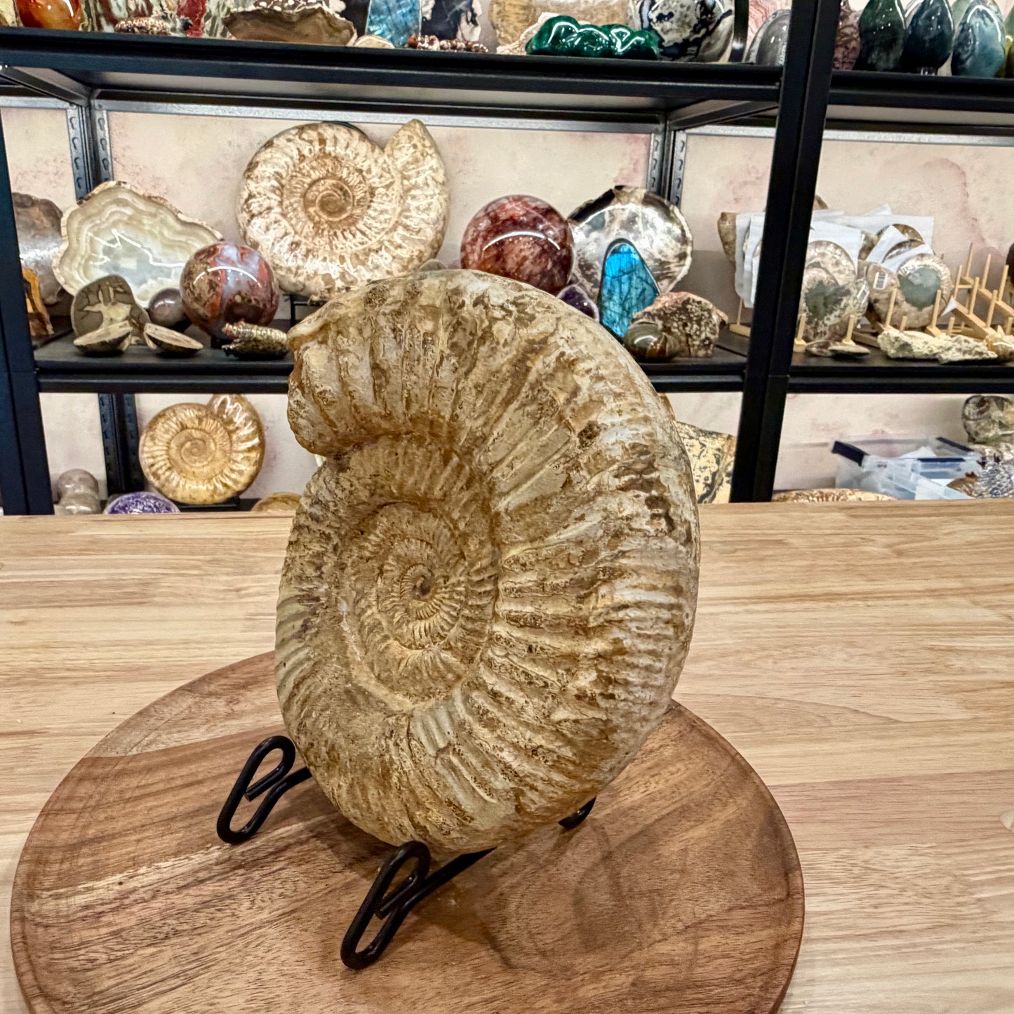 Natural Jurassic Ammonite Fossil 8" | Madagascar