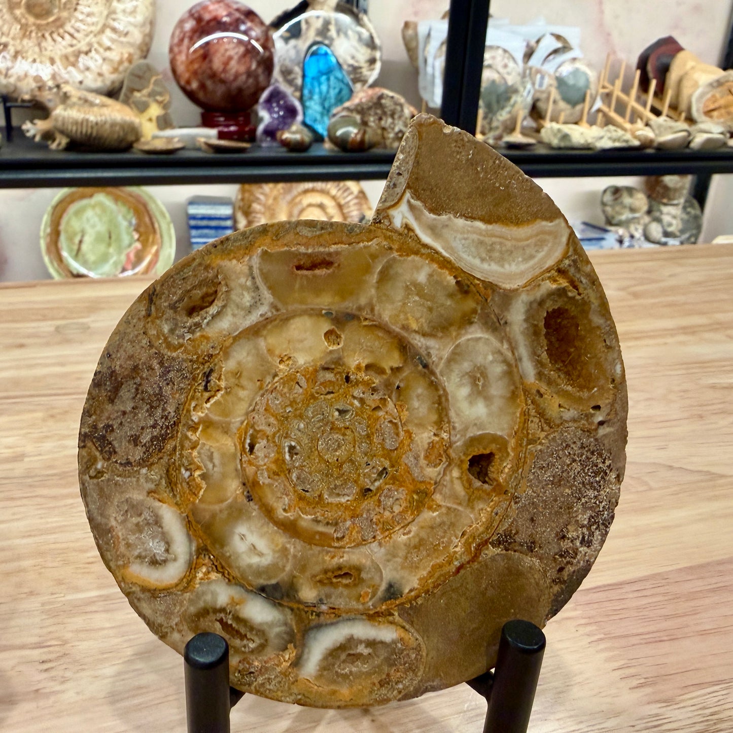 Moroccan Jurassic Ammonite Fossil Pair 5"