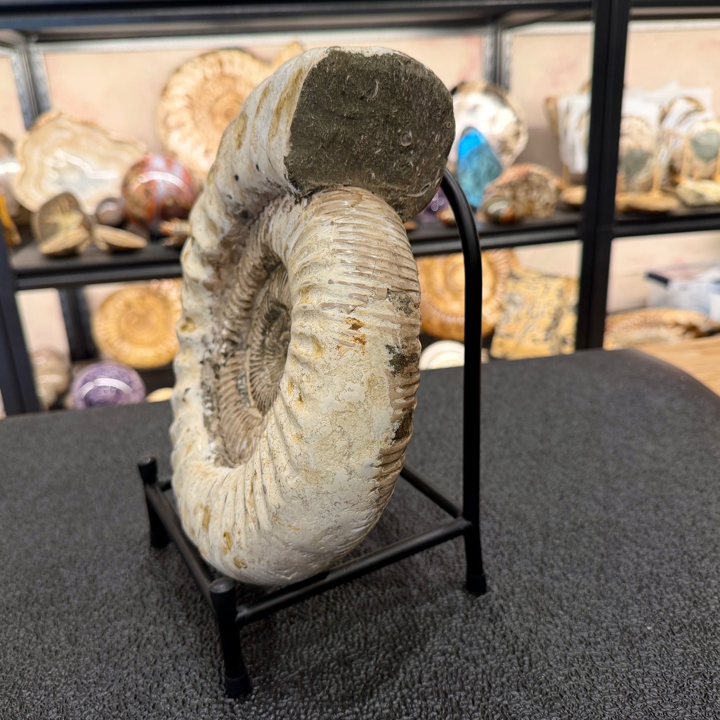 Reserve Iridescent Jurassic Ammonite Fossil 10.8" + Stand | Madagascar