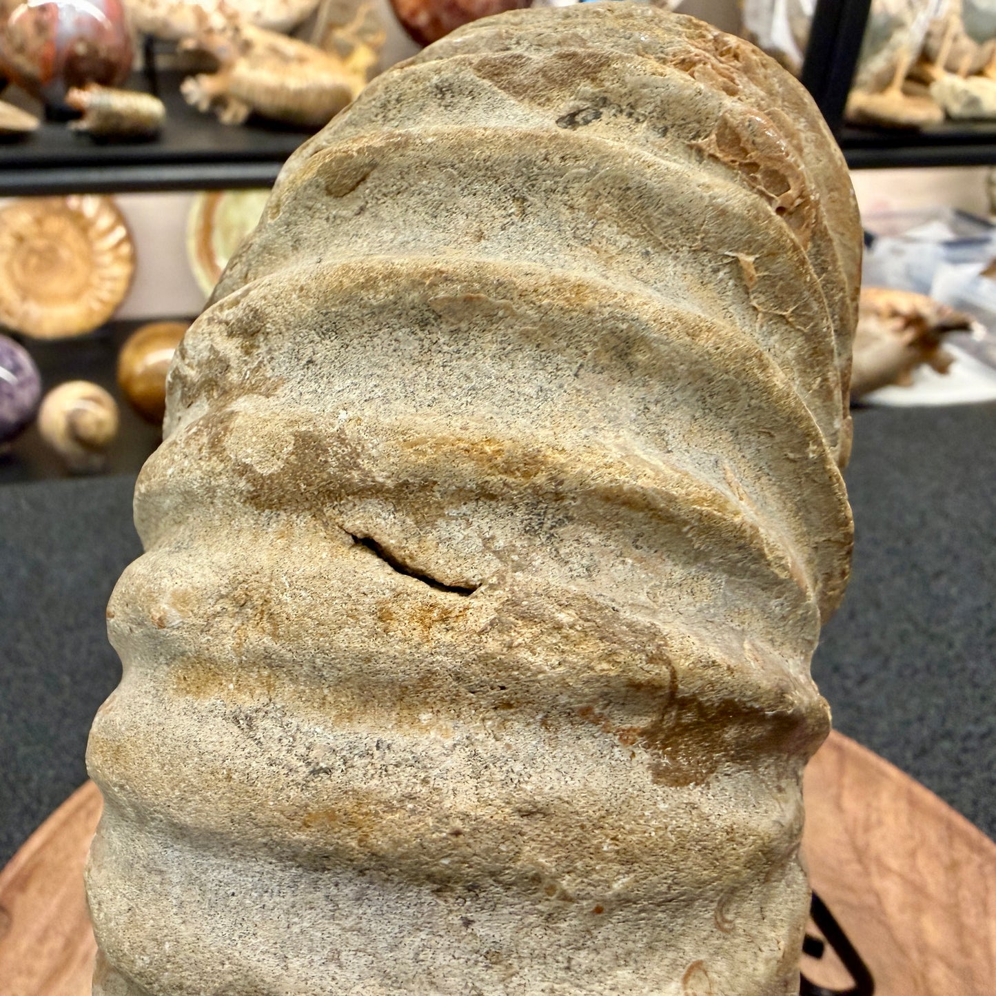 Natural Jurassic Ammonite Fossil 7.93" | Madagascar