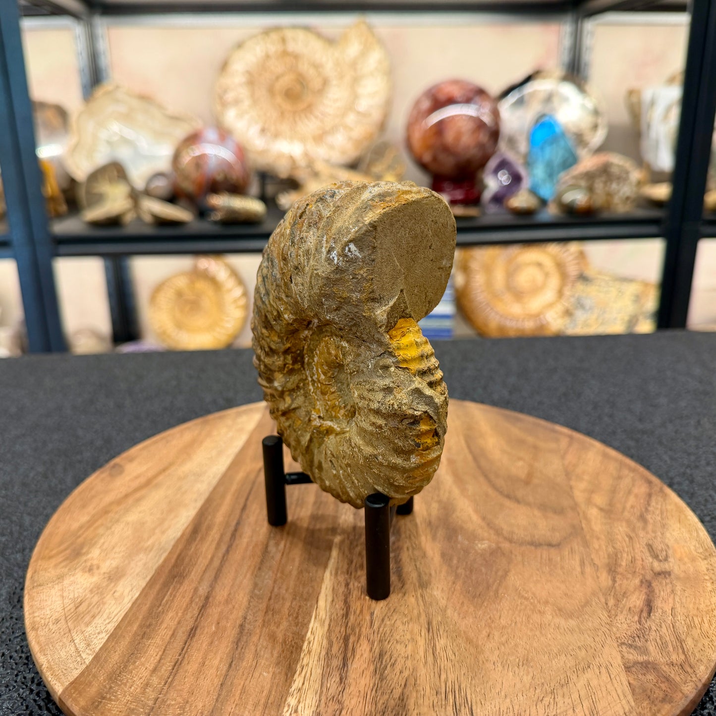 Natural Jurassic Ammonite Fossil 5.11" | Madagascar