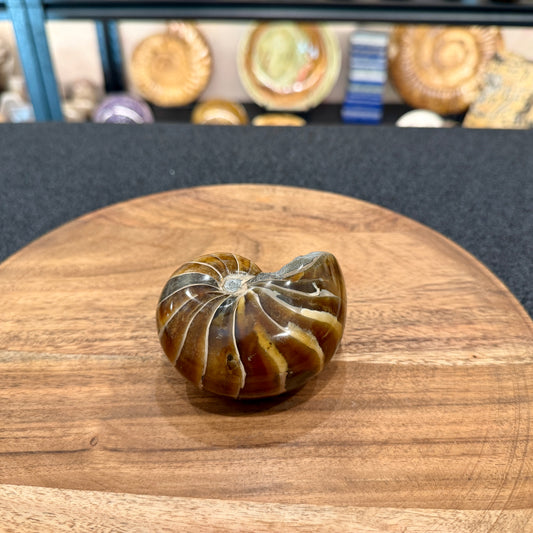 Reserve Polished Nautilus Cymatoceras Fossil 3.39"