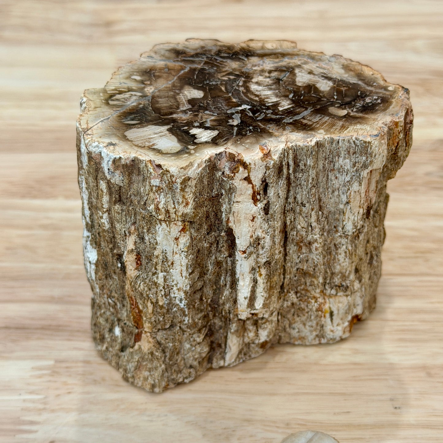 Petrified Wood Mini Stump Accent 3.7"