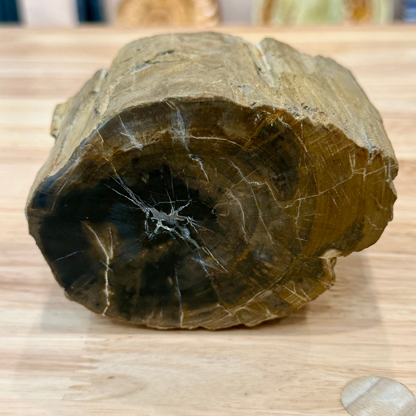 Petrified Wood Mini Stump Accent 4.2"