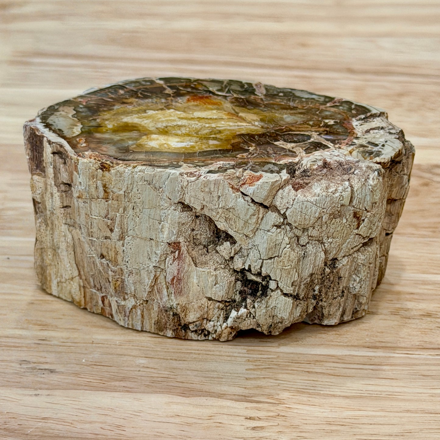 Petrified Wood Mini Stump Accent 3"