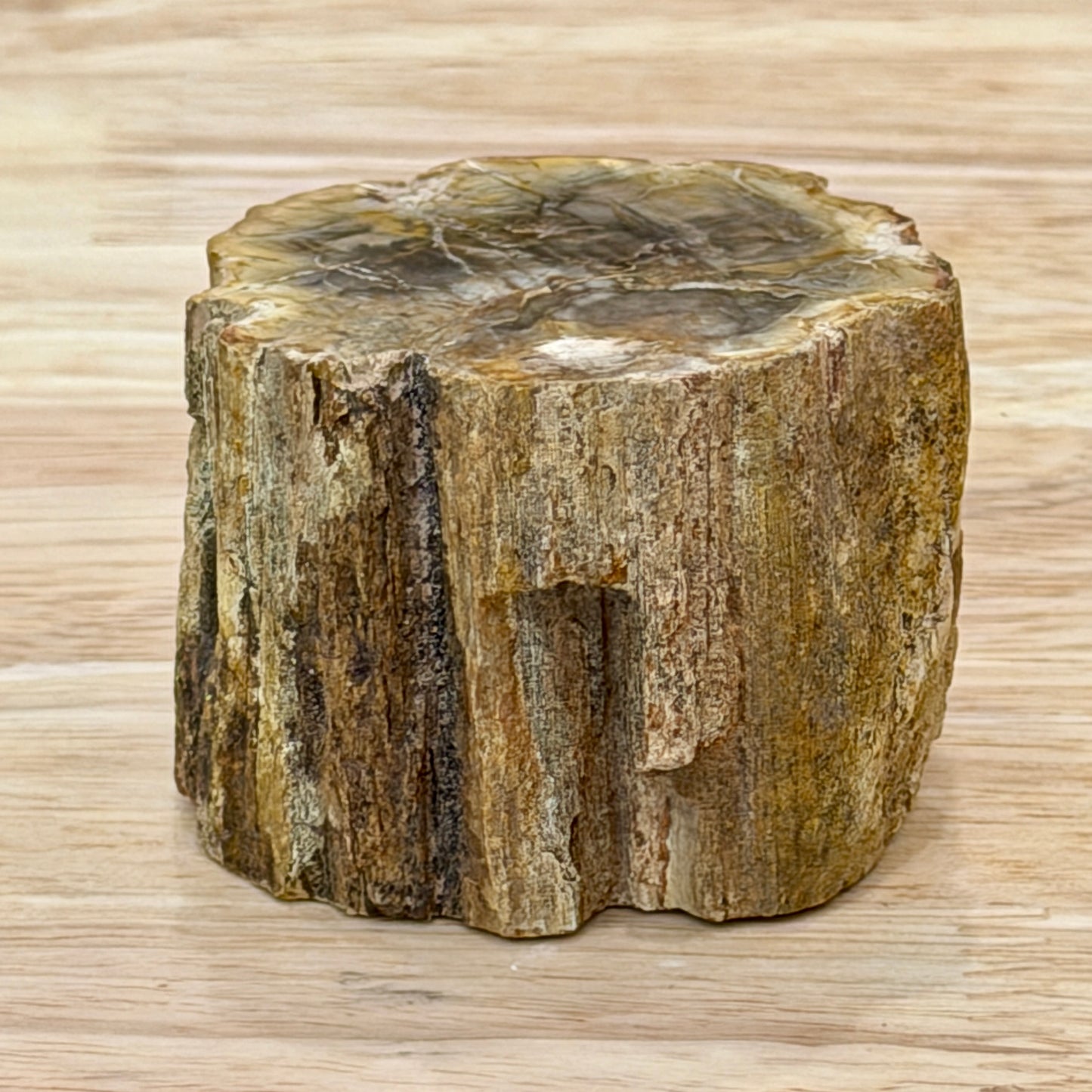 Petrified Wood Mini Stump Accent 2.3"