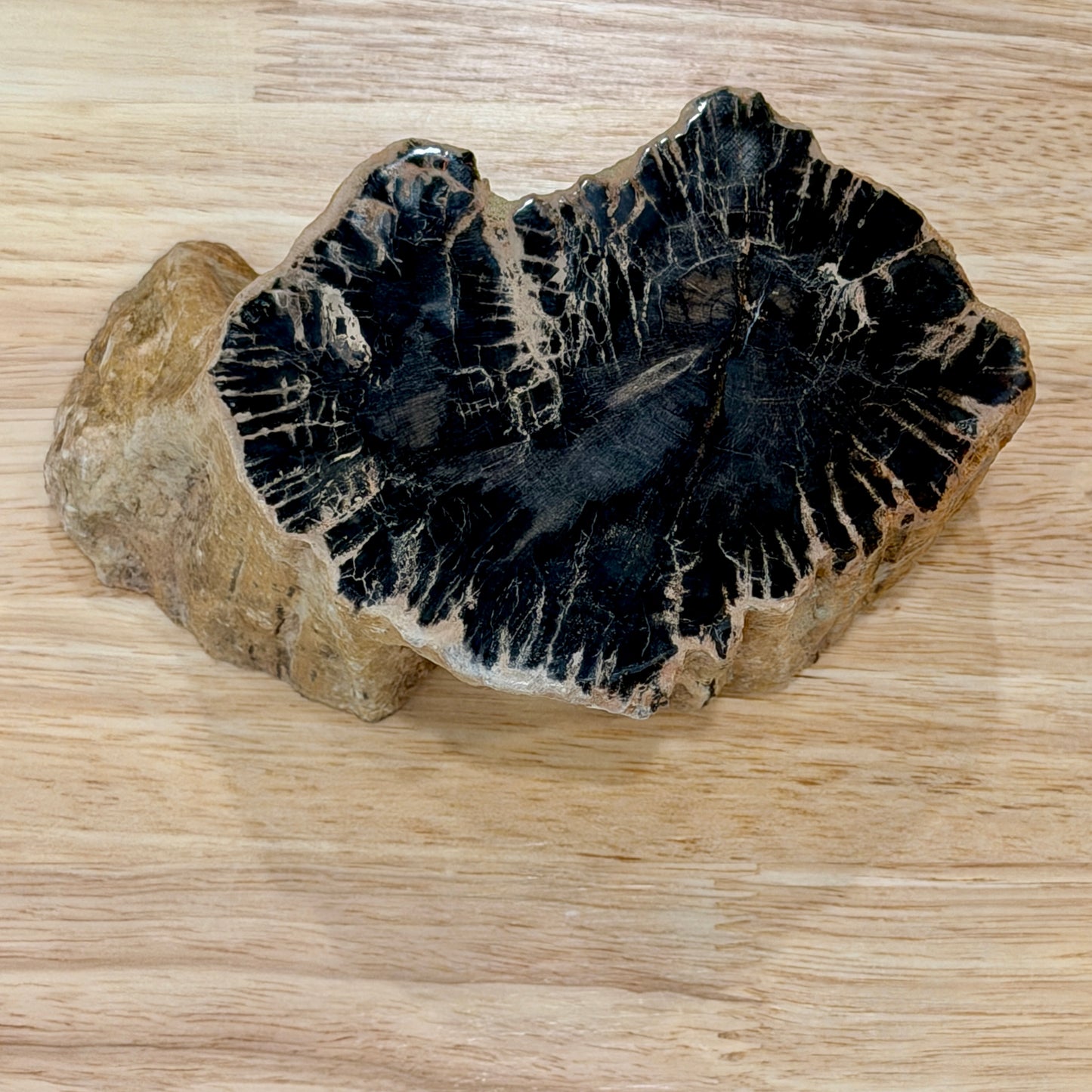 Petrified Wood Mini Stump Accent 5.6"