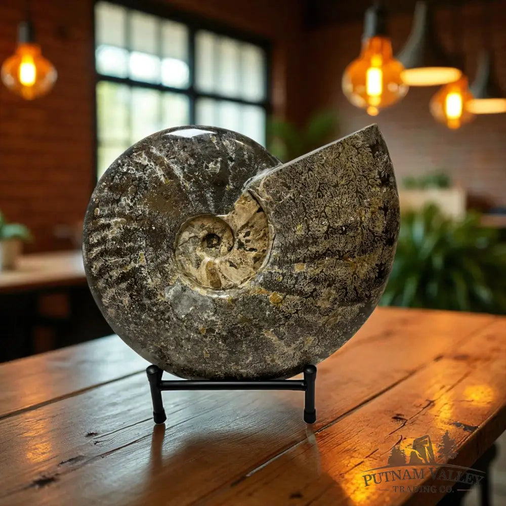 Agatized Ammonite Fossil Fossil Specimen