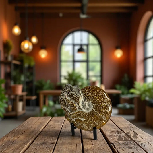 Agatized Ammonite Fossil Fossil Specimen