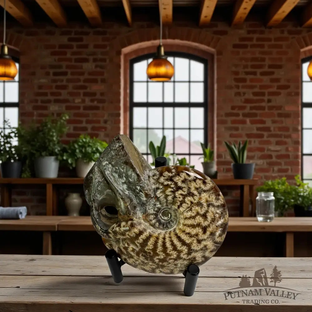 Agatized Ammonite Fossil Fossil Specimen