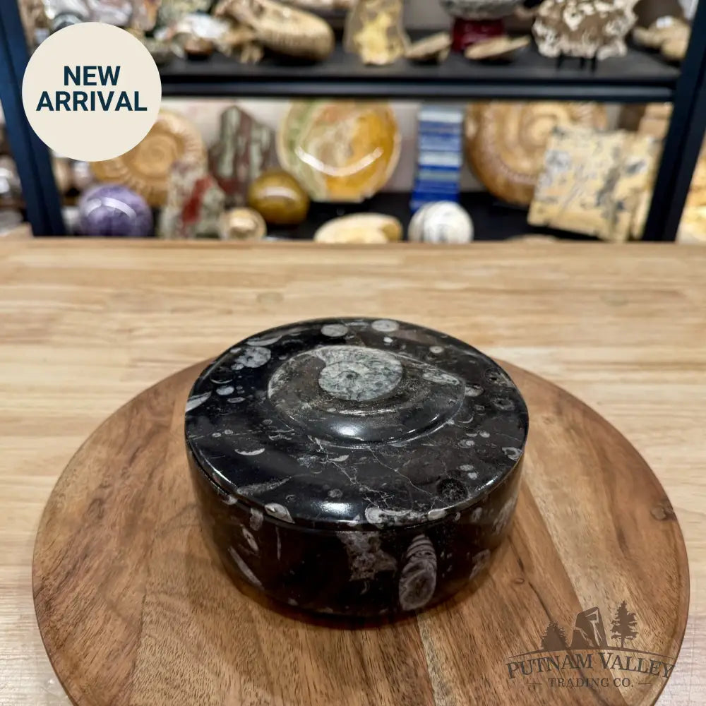 Ammonite & Orthoceras Round Fossil Keepsake Box 5.75’’ | Morocco - Fossil Trinket Box