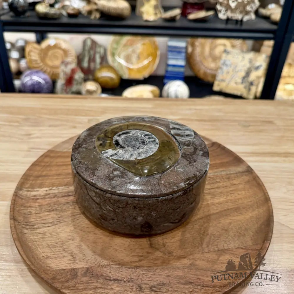 Ammonite & Orthoceras Round Fossil Keepsake Box 5.75’’ | Morocco - Fossil Trinket Box