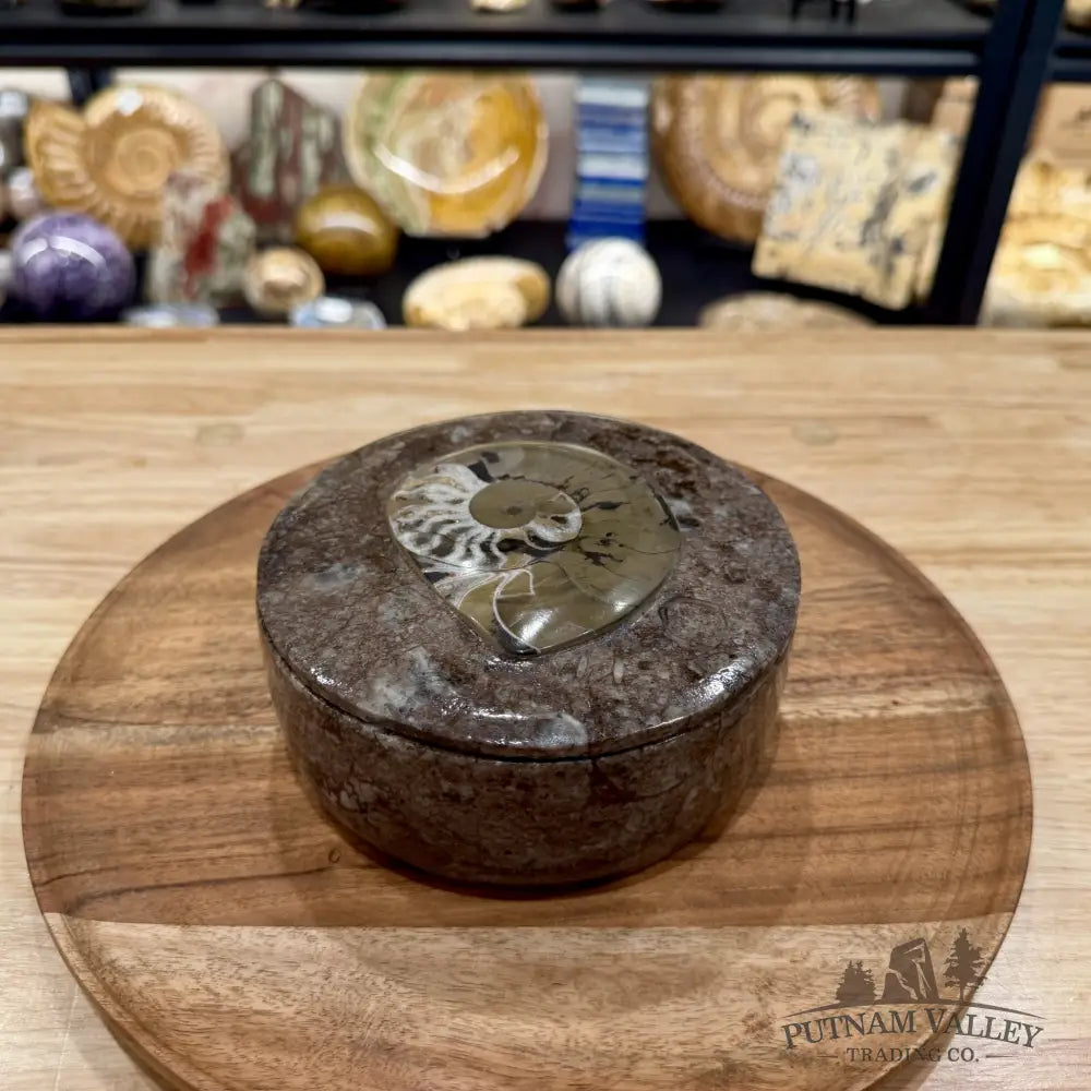 Ammonite & Orthoceras Round Fossil Keepsake Box 5.75’’ | Morocco - Fossil Trinket Box