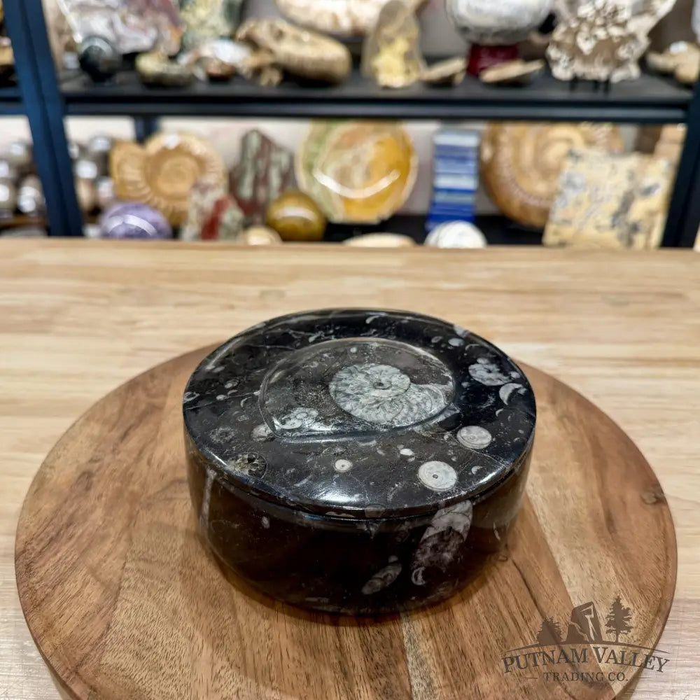 Ammonite & Orthoceras Round Fossil Keepsake Box 5.75’’ | Morocco - Fossil Trinket Box