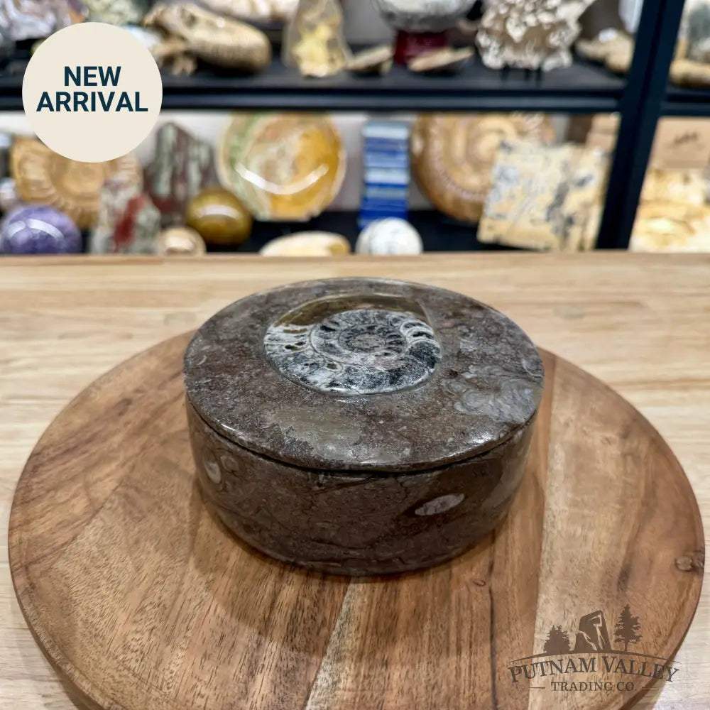 Ammonite & Orthoceras Round Fossil Keepsake Box 5.75’’ | Morocco - Fossil Trinket Box