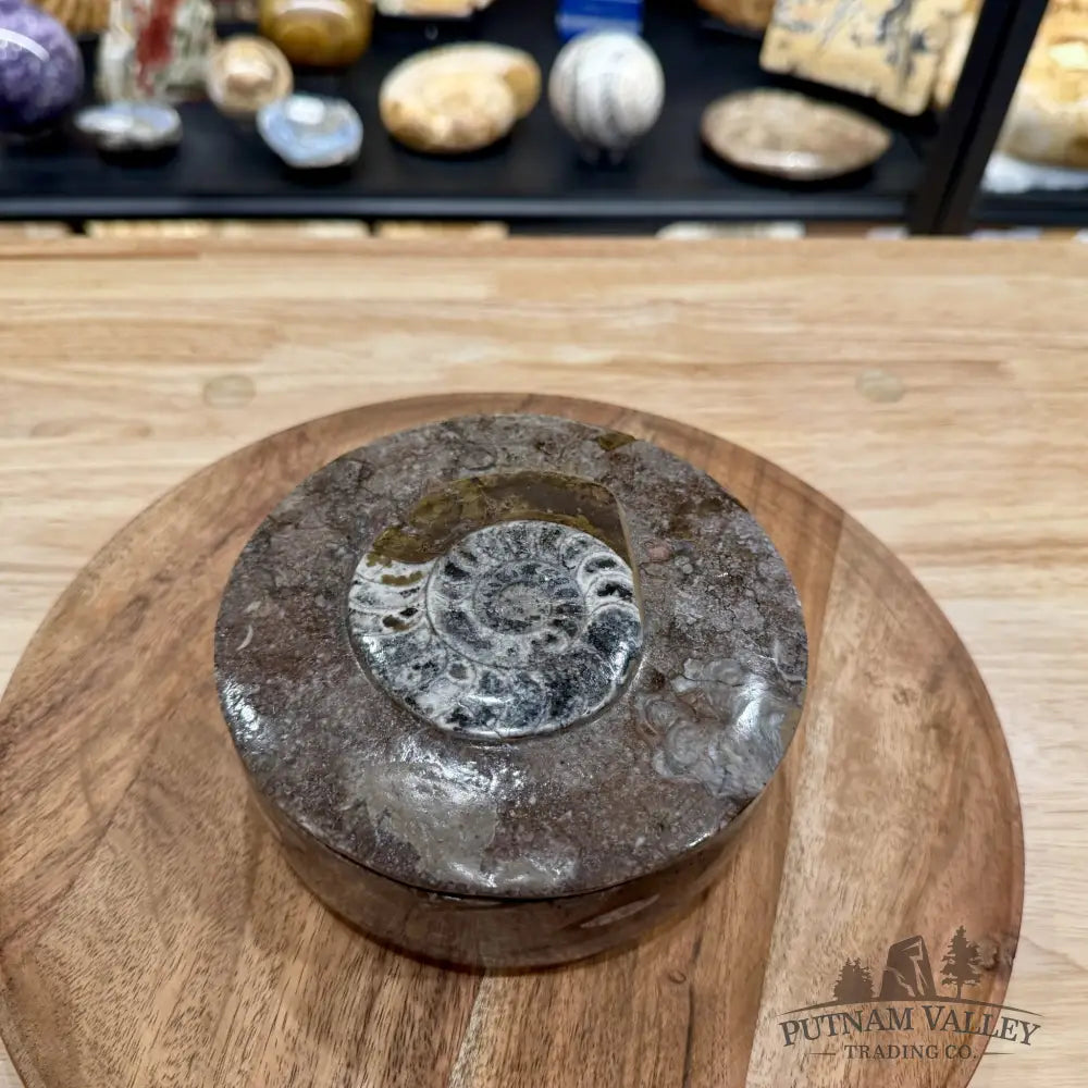 Ammonite & Orthoceras Round Fossil Keepsake Box 5.75’’ | Morocco - Fossil Trinket Box