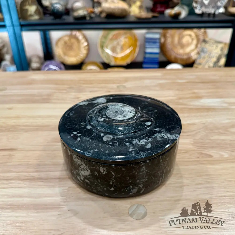 Ammonite & Orthoceras Round Fossil Keepsake Box 5.75’’ - Fossil Trinket Box