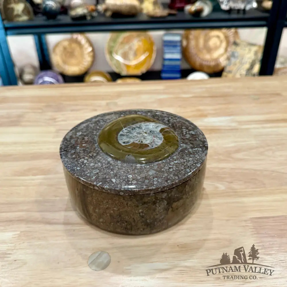 Ammonite & Orthoceras Round Fossil Keepsake Box 5.75’’ - Fossil Trinket Box