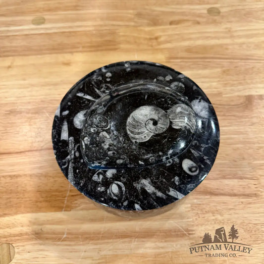 Ammonite & Orthoceras Round Fossil Keepsake Box 5.75’’ - Fossil Trinket Box