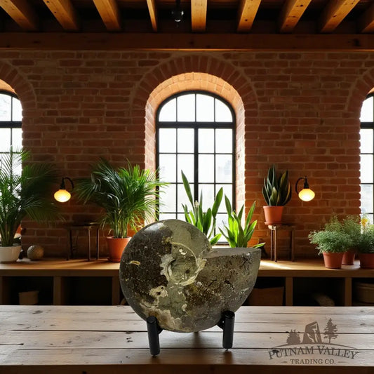 Agatized Ammonite Fossil Fossil Specimen