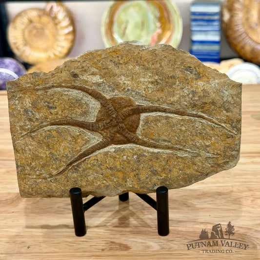 Brittle Star Fossil + Stand - Fossil