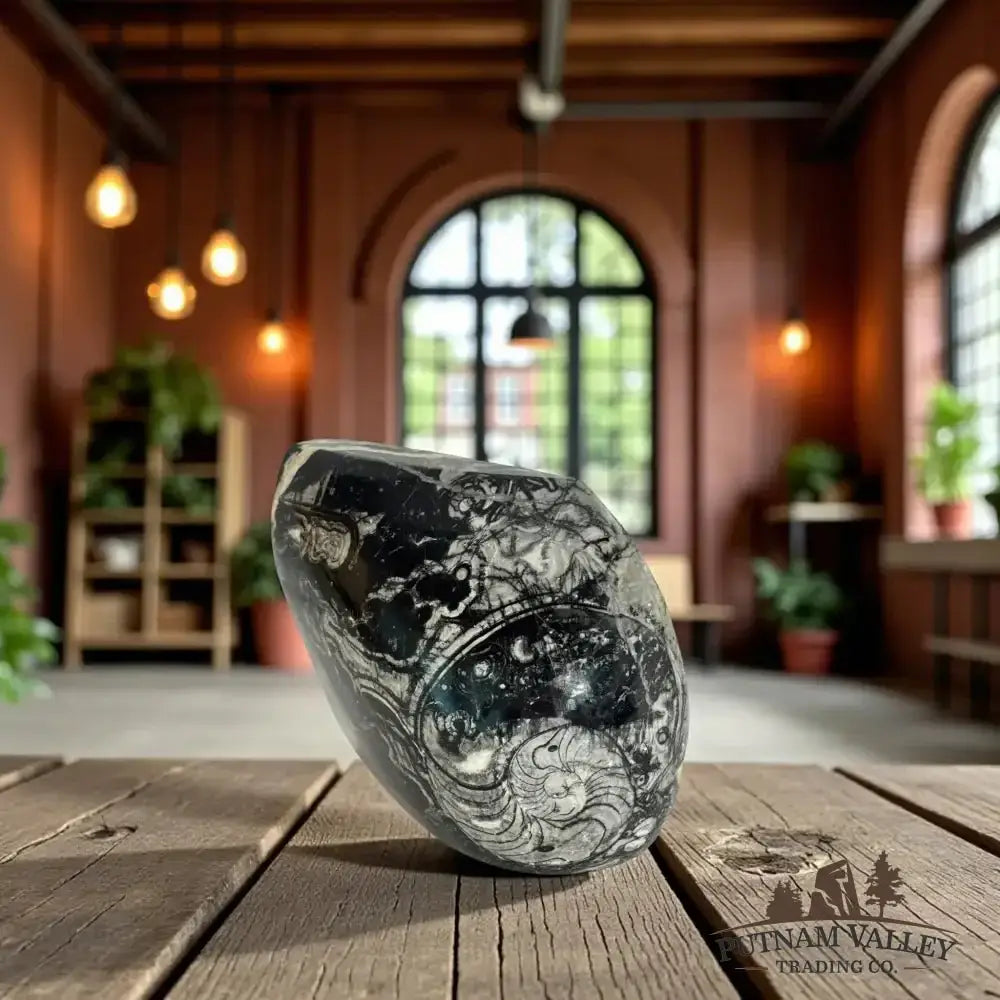 Authentic Conch Fossil Table Accent - Putnam Valley Trading Co.