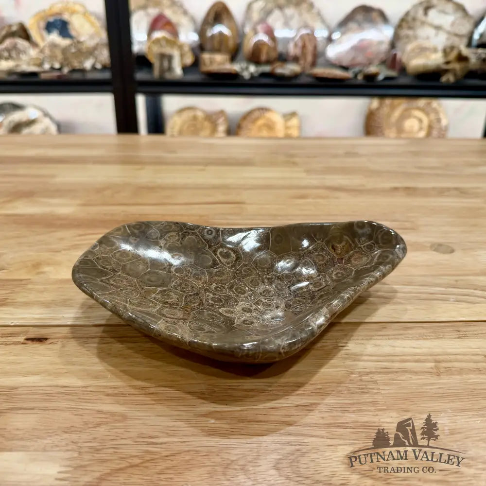 Authentic Coral Fossil Bowl Fossil Bowl