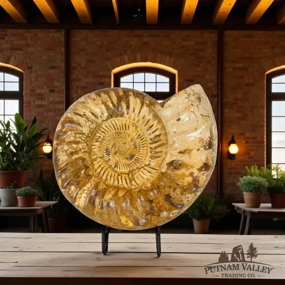 Real Jurassic Ammonite Front View - Putnam Valley Trading