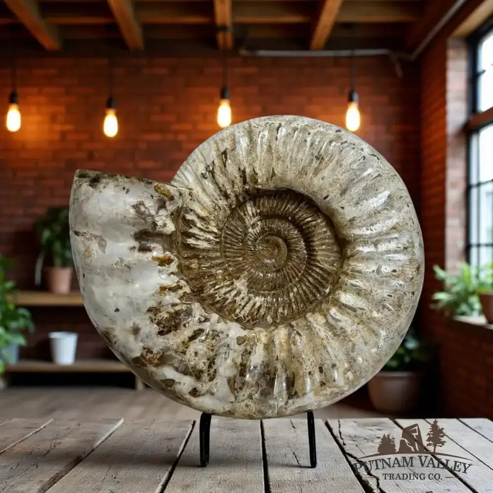 Authentic Jurassic Ammonite Fossil - Putnam Valley Trading Co.