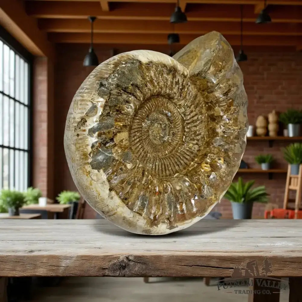 Authentic Jurassic Ammonite Fossil - Putnam Valley Trading Co.