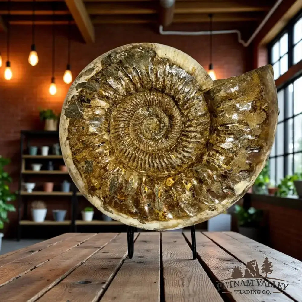 Authentic Jurassic Ammonite Fossil - Putnam Valley Trading Co.