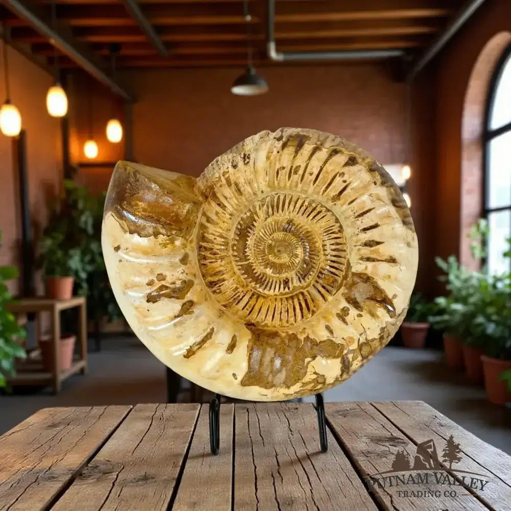 Authentic Jurassic Ammonite Fossil - Putnam Valley Trading Co.