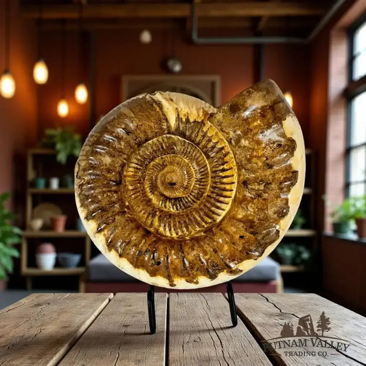 Authentic Jurassic Ammonite Fossil - Putnam Valley Trading Co.