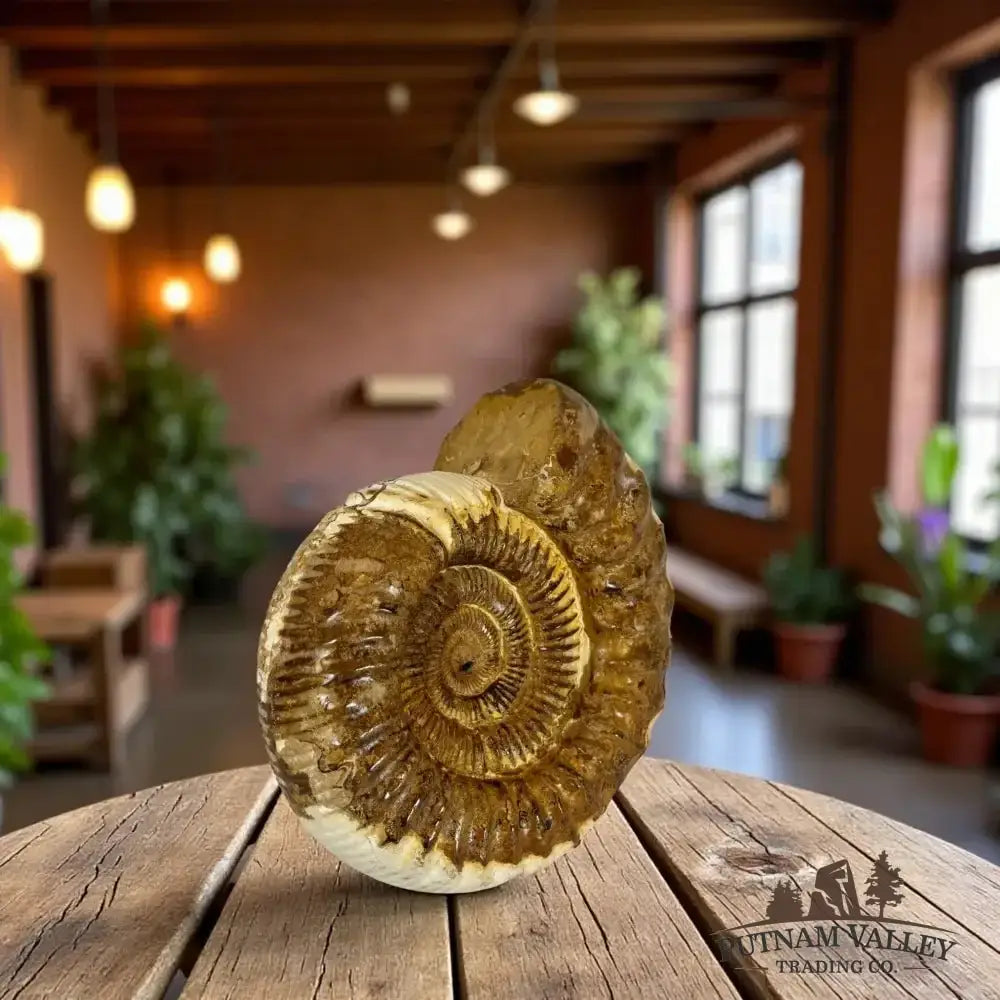 Authentic Jurassic Ammonite Fossil - Putnam Valley Trading Co.