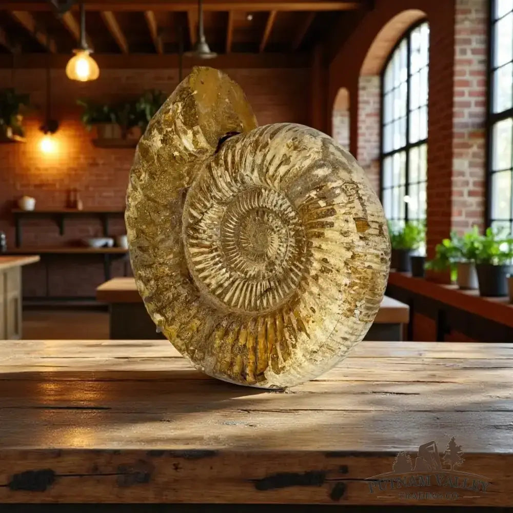 Authentic Jurassic Ammonite Fossil - Putnam Valley Trading Co.