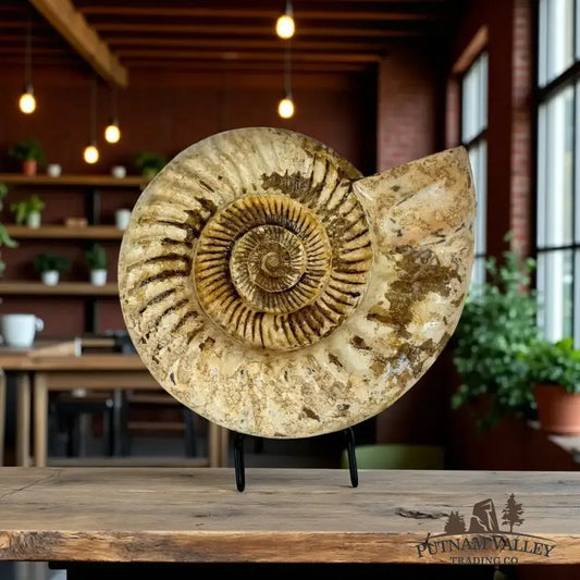Real Jurassic Ammonite Fossil - Putnam Valley Trading Co.