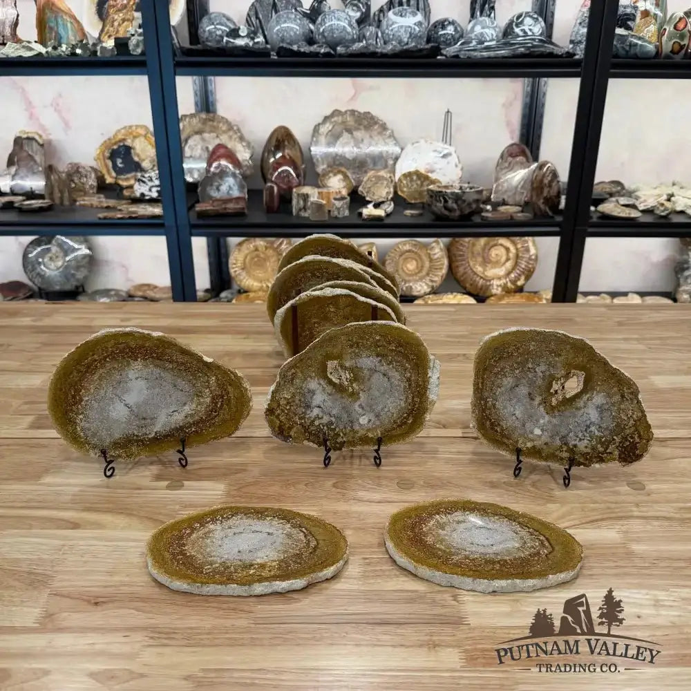 Authentic Petrified Palmwood Slab - Putnam Valley Trading Co.