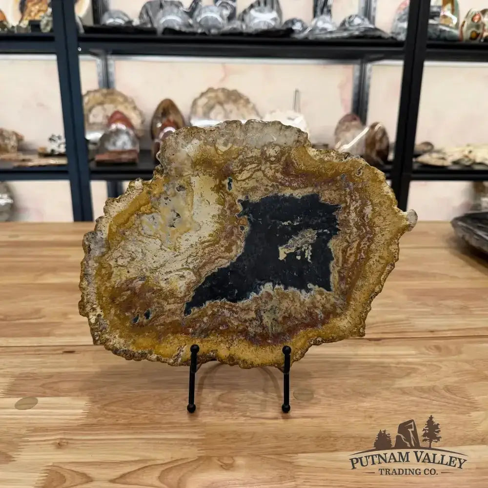 Authentic Petrified Palmwood Slab - Putnam Valley Trading Co.