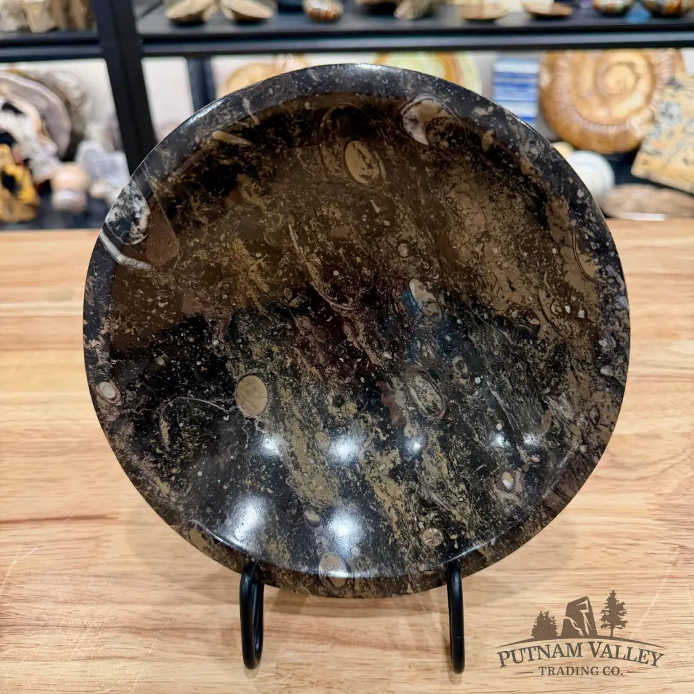 Brown Orthoceras Fossil Bowl 8’’ - Fossil Bowl