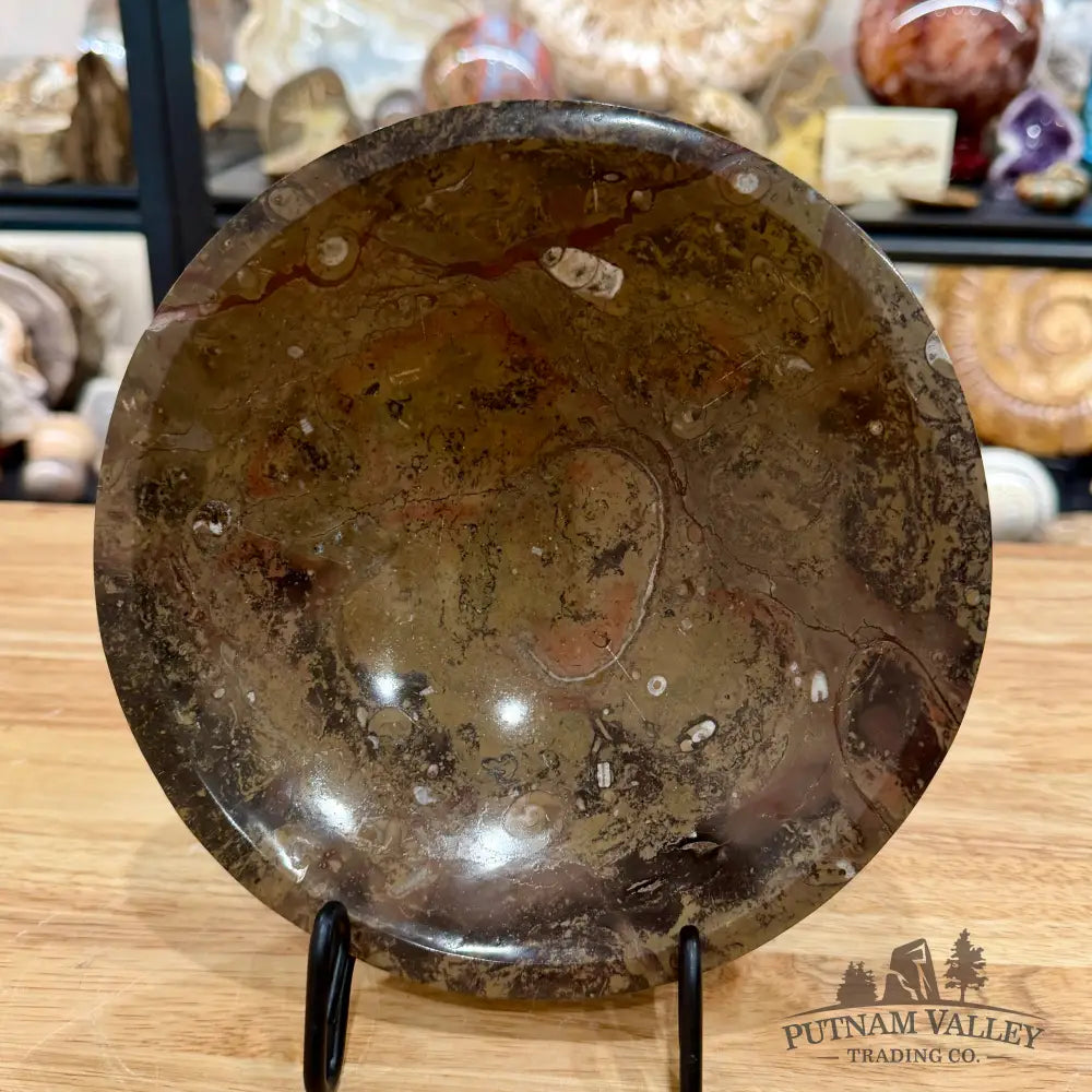 Brown Orthoceras Fossil Bowl 8’’ - Fossil Bowl