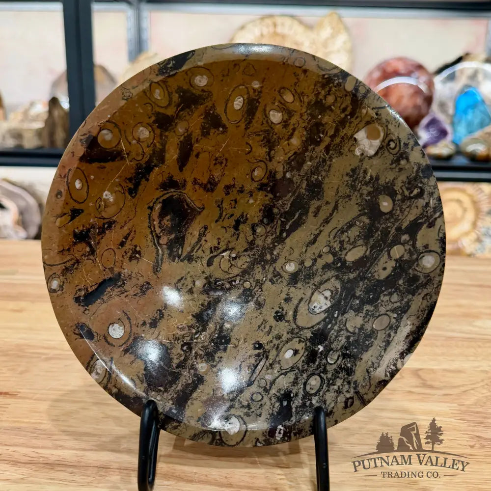Brown Orthoceras Fossil Bowl 8’’ - Fossil Bowl