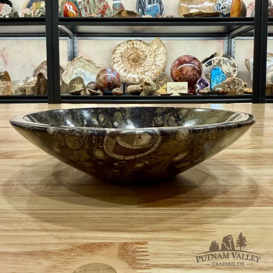 Brown Orthoceras Fossil Bowl 8’’ - Fossil Bowl