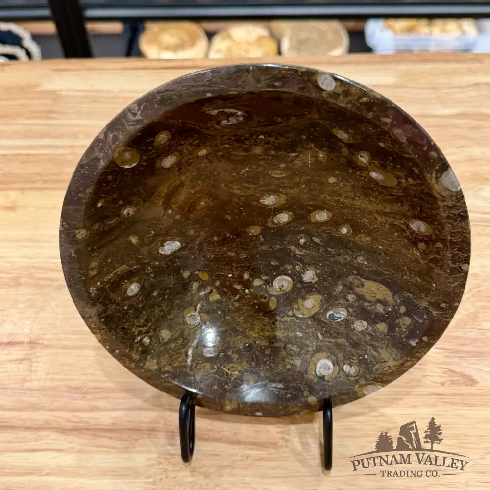 Brown Orthoceras Fossil Bowl 8’’ - Fossil Bowl