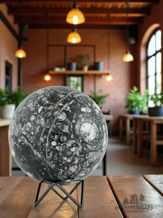 Conch Fossil Sphere Sphere