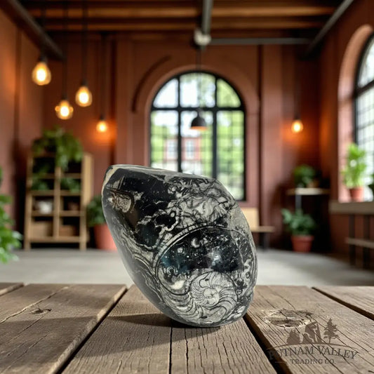 Conch Fossil Table Accent Accent