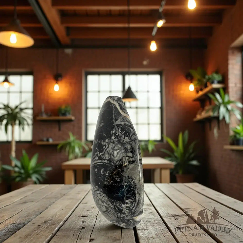 Conch Fossil Table Accent Accent