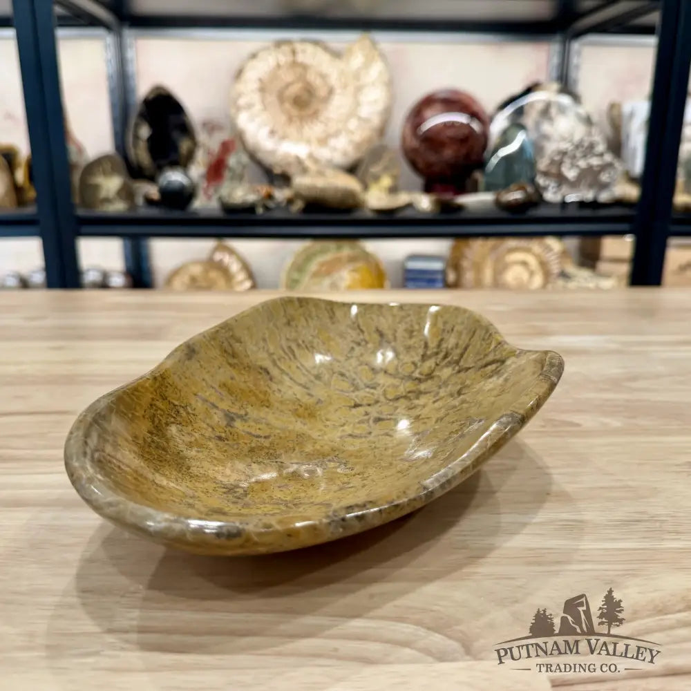 Coral Fossil Bowl 10.68’’ | Morocco - Fossil Bowl