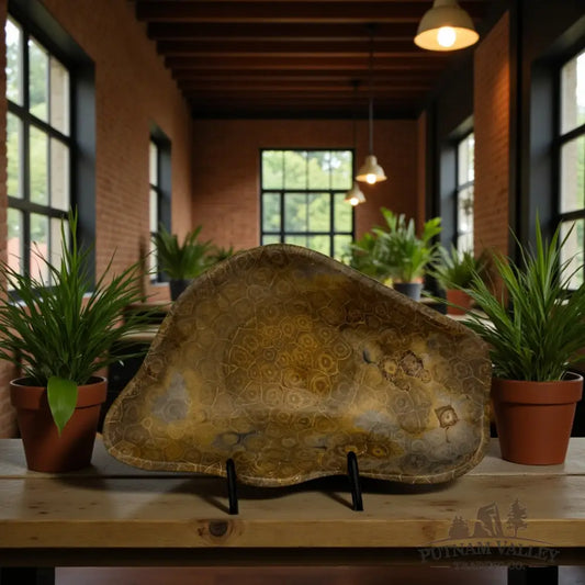 Coral Fossil Bowl Fossil Bowl