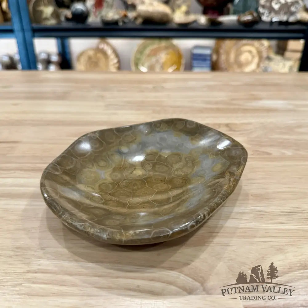Coral Fossil Bowl 6.58’’ | Morocco - Fossil Bowl